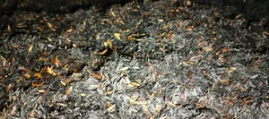 Eksperimen Media Tanam dengan Sekam Bakar