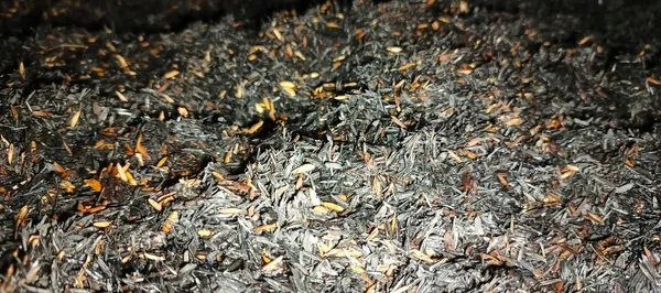 Hemat Biaya Media Tanam dengan Produk Lokal