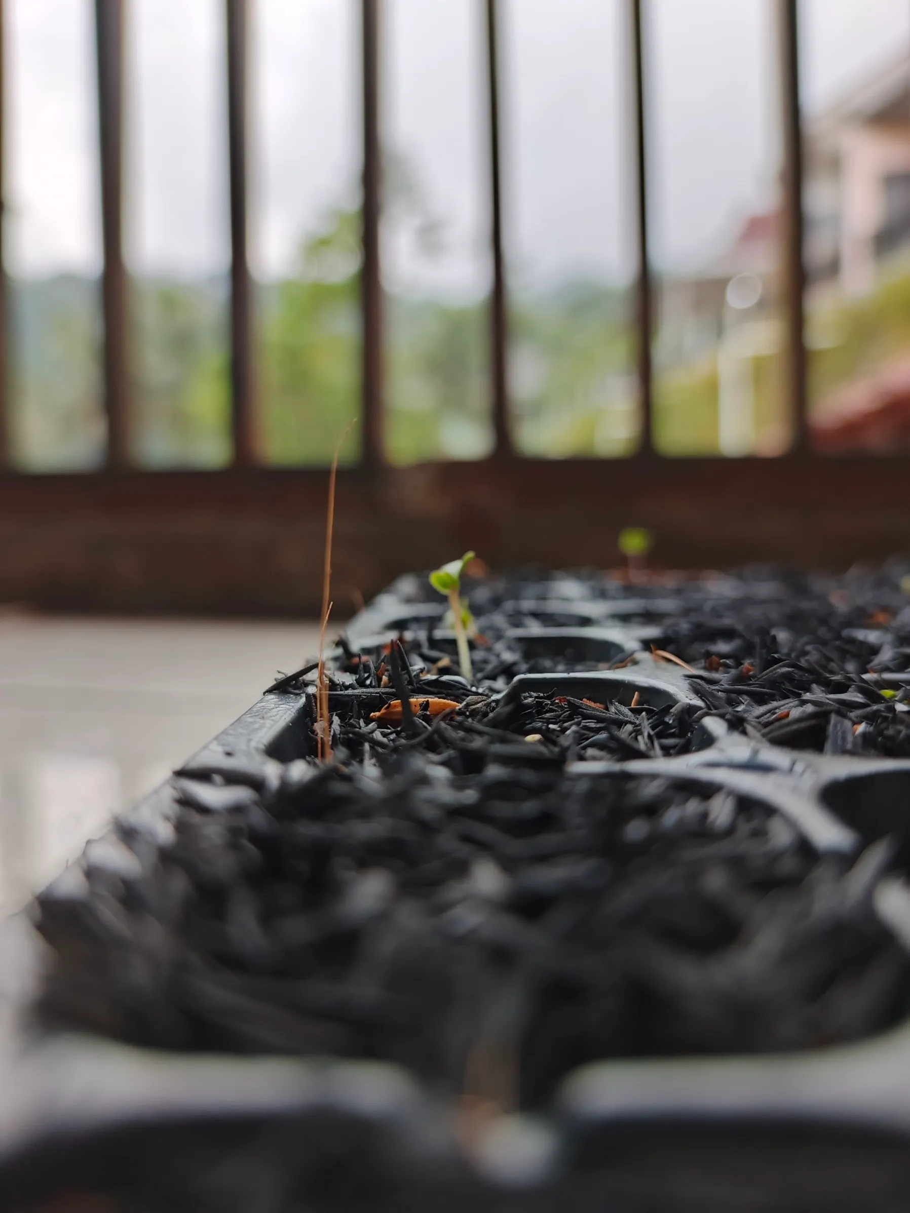 Cara Merevitalisasi Tanah Mati