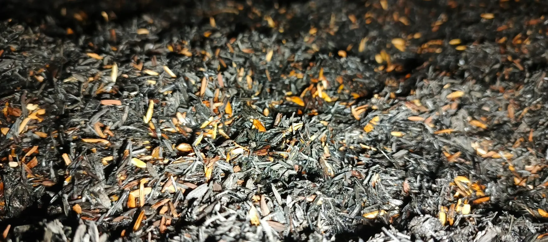 Cara Membuat Tanaman Tahan Penyakit dengan Sekam Bakar