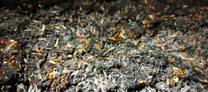 Urban Farming di Balkon Apartemen