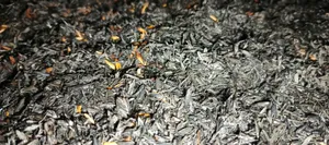 Panduan Memilih Sekam Bakar Berkualitas Tinggi