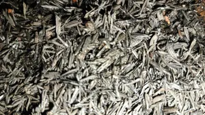 Formula Media Tanam Cabai dan Tomat