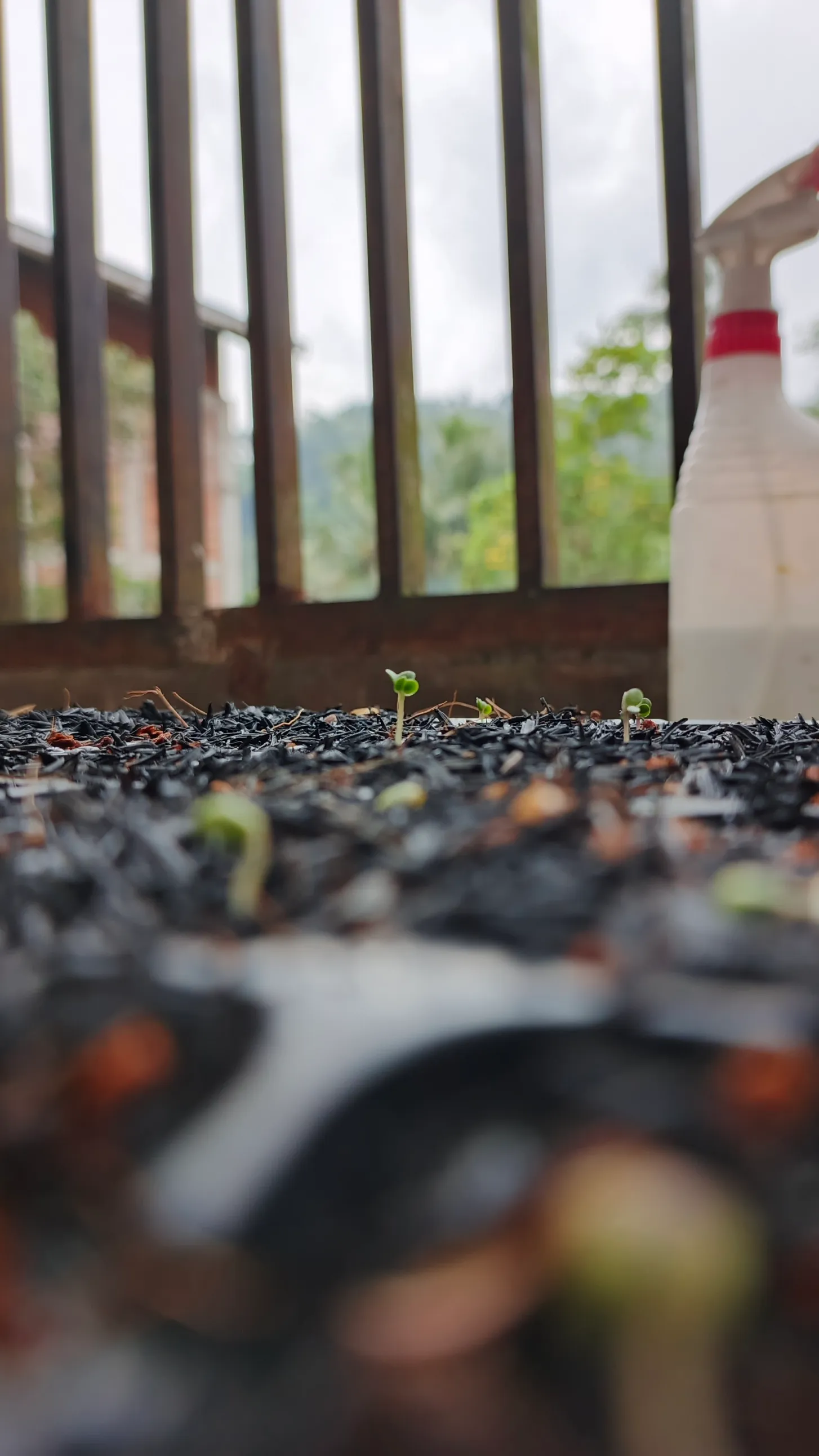 Abu Sekam Padi untuk Tanaman Sayuran